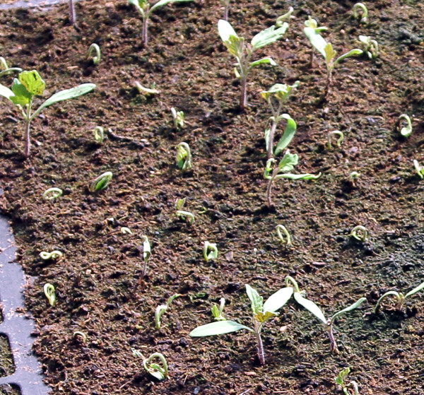 Гипсование почвы - приемы исправления засоленных почв