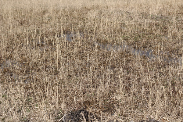 Гипсование почвы - приемы исправления засоленных почв