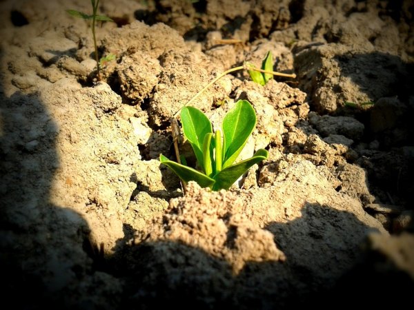 Гипсование почвы - приемы исправления засоленных почв