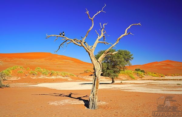 Засоленные почвы