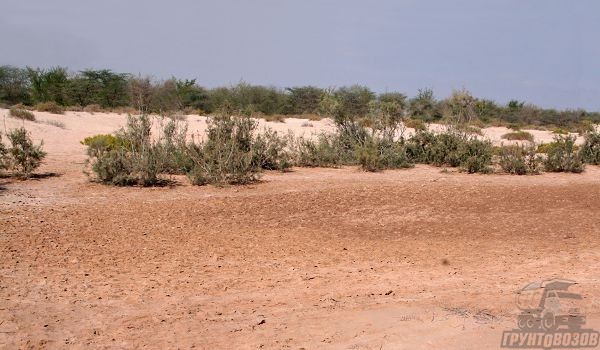 Скудная растительность на засоленных почвах