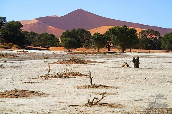 Высокое содержание солей в почвенных покровах
