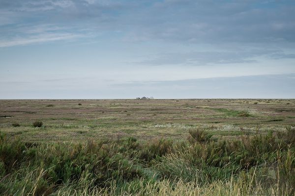 Флора на солончаках