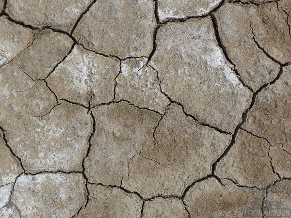 Сухие засоленные почвы