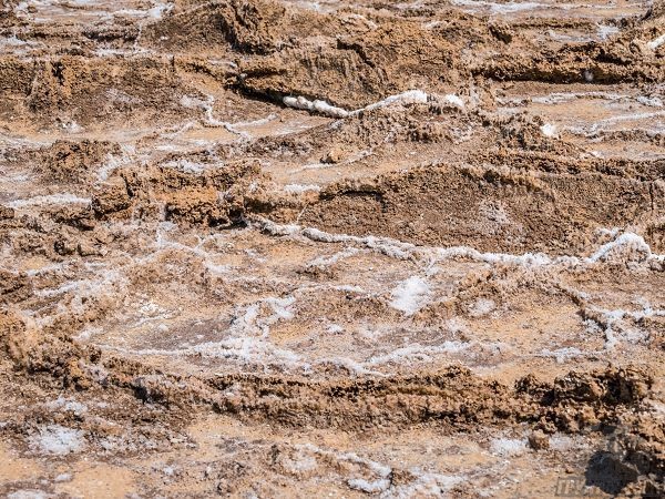 Сухие засоленные почвы